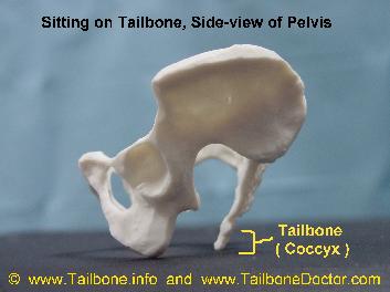 Tailbone Coccyx Tailbone Pain Pelvis Sitting