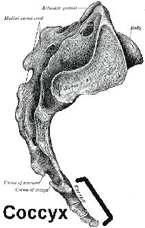 Tailbone coccyx pain