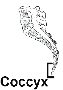 Tailbone coccyx pain spine