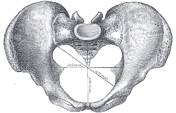 Tailbone Coccyx pain pelvis