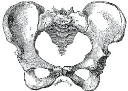 Tailbone Coccyx in Pelvis