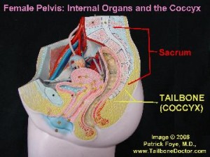 Female Pelvis, showing the Uterus, Sacrum, Coccyx, Tailbone, etc.