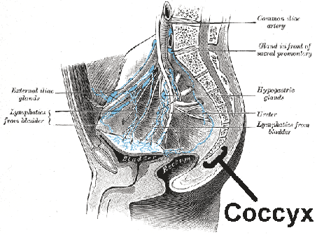 Tailbone coccyx pelvis lymphatics